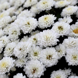 Chrysanthème d'automne blanc