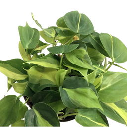 Philodendron brazil