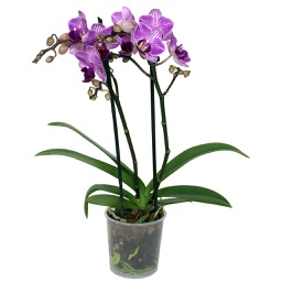 Phalaenopsis multiflora 3.5po