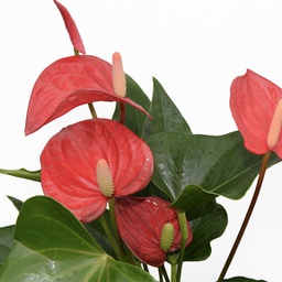 Anthurium andraeanum (rouge)