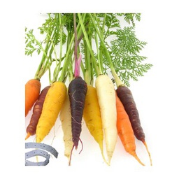 [69-1802-503] Semences en ruban carotte en mélange