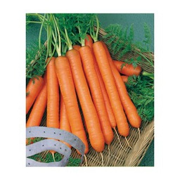 [69-1825-503] Semences carotte Presto en ruban