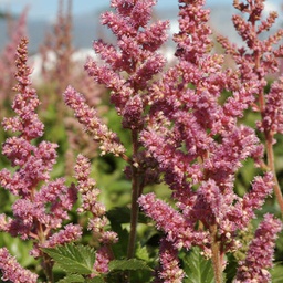 [1ASTICVP02] Astilbe vision in pink (chinensis)