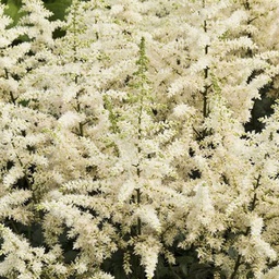 [1ASTICVW02] Astilbe vision in white (Chinensis)