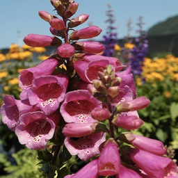 [1DIGCROS02] Digitalis camelot rose (purpurea)