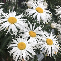 [1LEUSWDC01] Leucanthemum sweet daisy cher