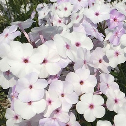 [1PHLEALI01] Phlox early lavender ice (paniculata)