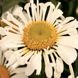 [1LEUSWDS01] Leucanthemum sweet daisy sofie