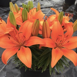 [1LILAORP02] Lilium orange pixie (asiatique)