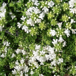 [1THYSALB01] Thymus albus (serpyllum)