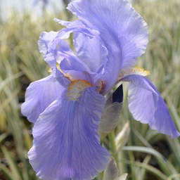 [1IRIPAAR01] Iris argentea variegata (pallida)