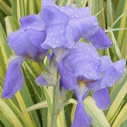 [1IRIPAAU01] Iris aurea variegata (pallida)