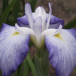 [1IRIEBLB02] Iris blue beauty (ensata)