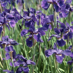 [1IRISCEA02] Iris caesar's brother (sibirica)