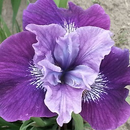 [1IRISLAV02] Iris lady vanessa (sibirica)