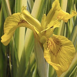 [1IRIPSVA02] Iris variegata (pseudacorus)