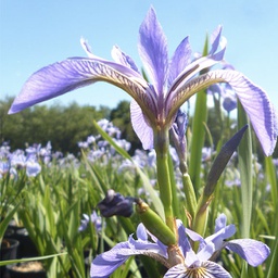 [1IRIVERS02] Iris versicolor
