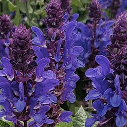 [1SALBLMA01] Salvia blue marvel (nemorosa)