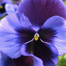 [1VIOBLVT01] Viola blue velvet