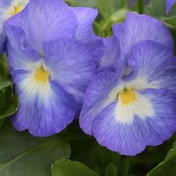 [1VIOHALI01] Viola halo lilac