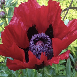 [1PAPBEAL01] Papaver beauty of livermere