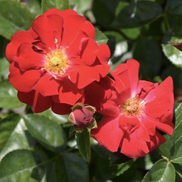 Rosa vigorosa red ribbons (floribunda)