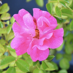Rosa flower carpet pink supreme (shrub)