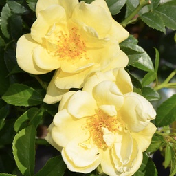 Rosa flower carpet yellow (shrub)