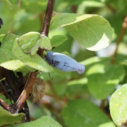 [4CABAU0002] Camerisier berry blue et Aurora edible honeysuckle