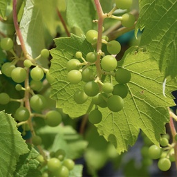 Vigne à raisins kay gray