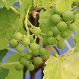 Vigne à raisins prairies star