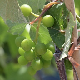 Vigne à raisins adalmiina