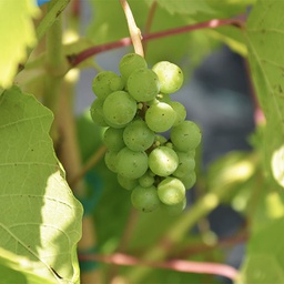Vigne à raisins trollhaugen