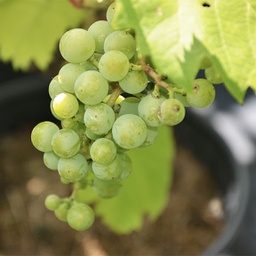 Vigne à raisins montreal blue