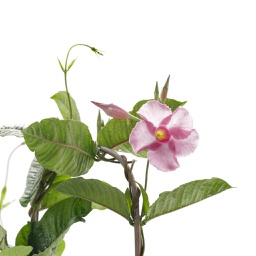 Mandevillea spp. (Rose)