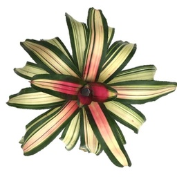 Bromélia neoregelia venus (Aechmea fasciata)