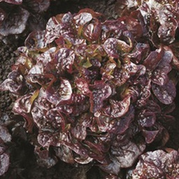 [69-5646-501] Semences laitue feuille de chêne rouge Cantarix biologique