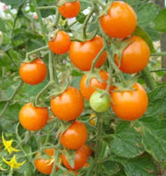 [69-9267-502] Semences tomate cerise orange
