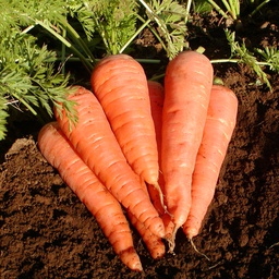 Semences carotte Danvers 126 biologique