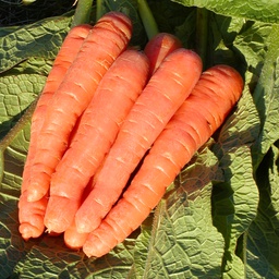 Semences carotte Scarlet Nantes biologique