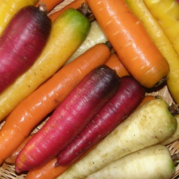 Semences carottes en mélange biologique
