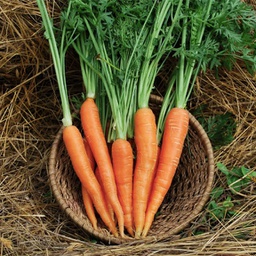 [CR19] Semences carotte rumba (nantasie) biologique
