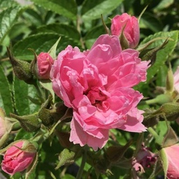 Rosa pink grootendorst