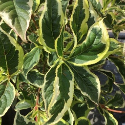 Weigela florida variegata