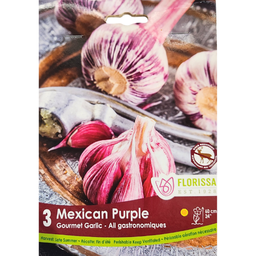 Bulbes : Ail Gastronomique - Mexican Purple