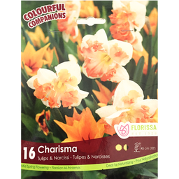 Bulbes : Narcisse et Tulipe - Charisma
