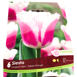 Bulbes : Tulipe - Siesta - Frangé