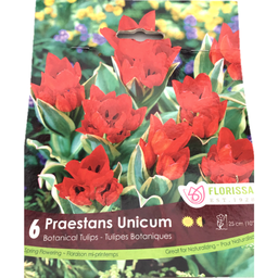 Bulbes : Tulipe - Praestans Unicum - Botanique