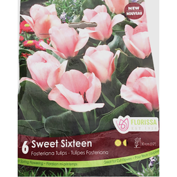 Bulbes : Tulipe - Sweet Sixteen - Fosteriana