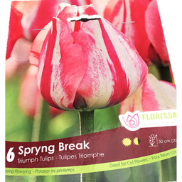Bulbes : Tulipe - Spryng Break - Triomphe